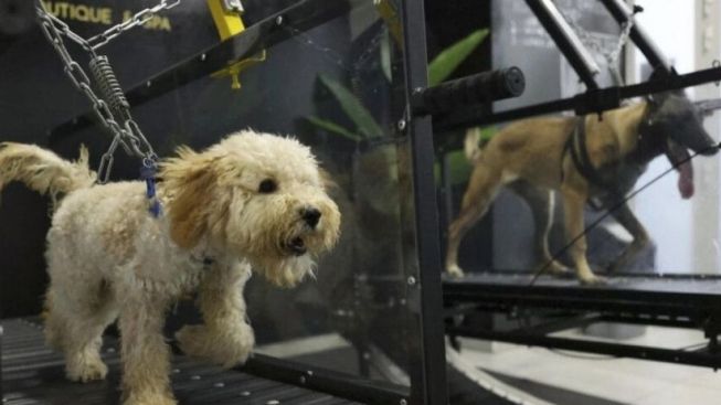 Perkara Kotoran Anjing, Bule di Buleleng Labrak Tetangganya yang Juga WNA