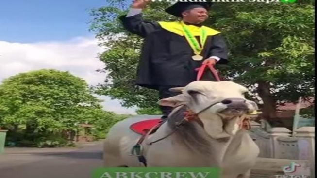 Wisuda Anti Mainstream, Mahasiswa Jawa Tengah ke Kampus Naik Sapi