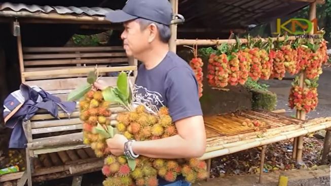 Aksi Kocak Kang Dedi Mulyadi Angkut Panen Rambutan ke Mobil Alphard Bikin Ngakak, Berakhir Haru