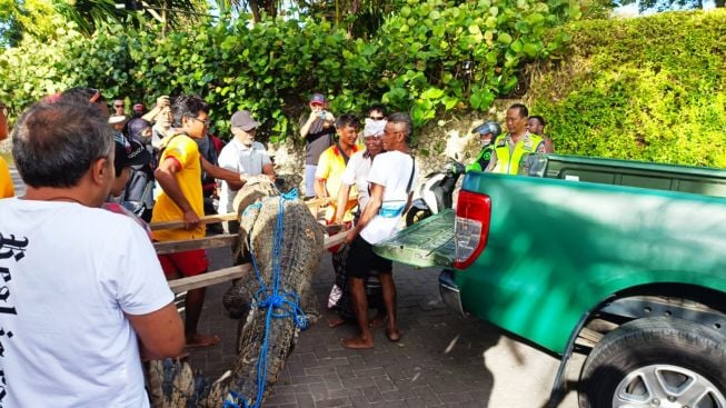 Buaya Air Asin 3 Meter Teror Wisata Pantai Legian di Bali, Lihat Kondisinya Kini