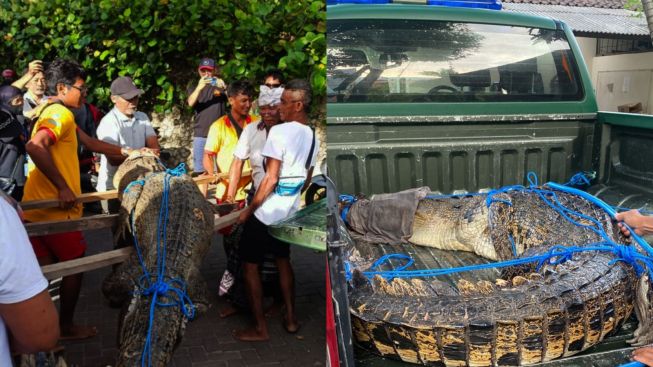 Heboh! Buaya 2,9 Meter Ditangkap di Pantai Legian Bali, Dari Mana Asalnya?