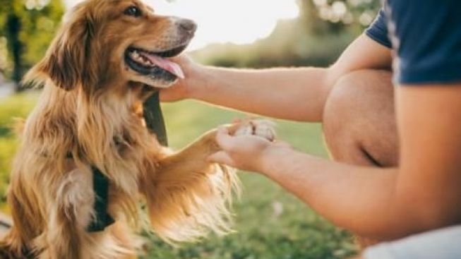 Manusia Anjing! YouTuber Asal Jepang Ini Hidup Seperti Anjing, Ternyata Punya Cita-cita Jadi Anjing