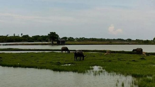 Pelancong Wajib Tau! Berikut Destinasi Wisata di Situbondo, dari Pasir Putih hingga Kampung Kerapu