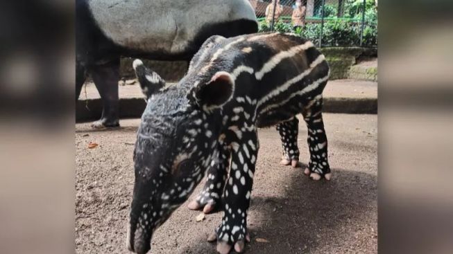 Bikin Gemes! Baru Lahir, Bayi Tapir Betina di Kebun Binatang Bandung Dinamai Gantari