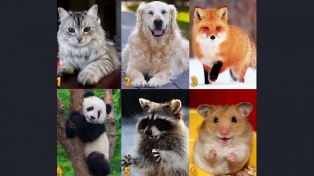 Ilustrasi tes kepribadian [Educadoreslive.com]