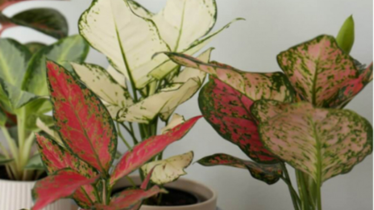 Ilustrasi tanaman Aglonema [Rumah.com]