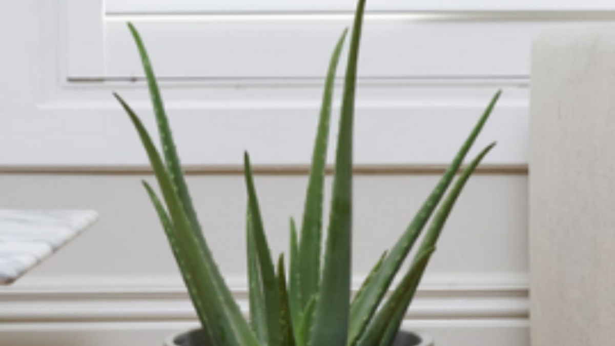 17 Agustus 2023 - Lidah buaya [Rumah.com]