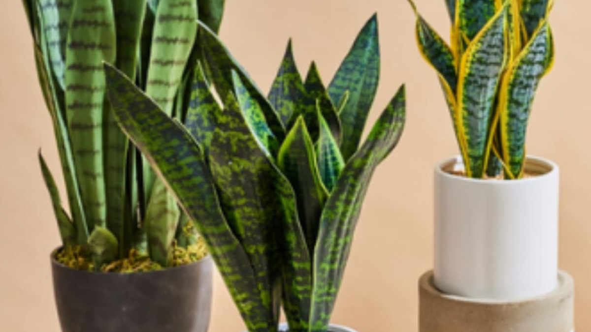 Ilustrasi tanaman Lidah mertua [Rumah.com]