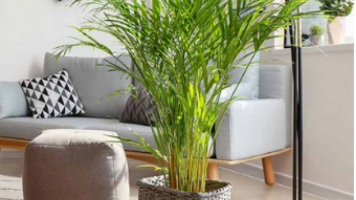 Ilustrasi tanaman Palem kuning [Rumah.com]