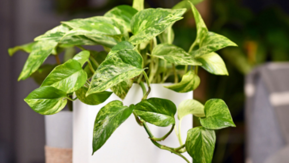 Ilustrasi tanaman Sirih gding [Rumah.com]