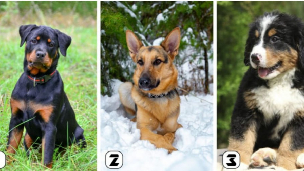 Ilustrasi tes kepribadian [namastest.net]