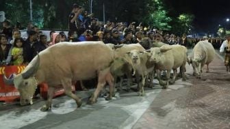 Jelang 1 Suro, Sejumlah Kerbau Bule Keraton Surakarta Dipindahkan dari Kandangnya