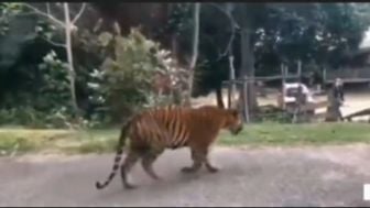 Viral Video Harimau Memasuki Pemukiman, Warganet : Jangan Tebang Hutan Secara Liar