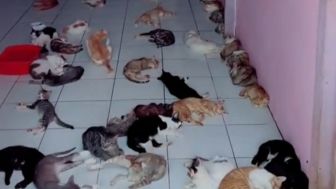 Viral Video Rumah Kosong Dihuni 1.300 Kucing Jalanan