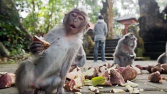 Monyet di Bali Gunakan Batu Sebagai Sex Toy