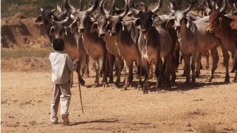 Pria di India Rela Diinjak oleh Segerombolan Sapi, Apa Alasannya?