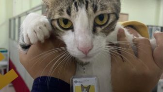 Viral Kucing Diangkat Jadi Pegawai Tetap KPP Serpong, Warganet : Fix Jalur Orang Dalam