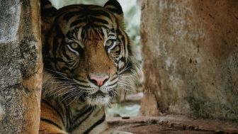 Video Harimau Terlihat Kurus Beredar di Medsos, Ternyata Ini Penyebabnya