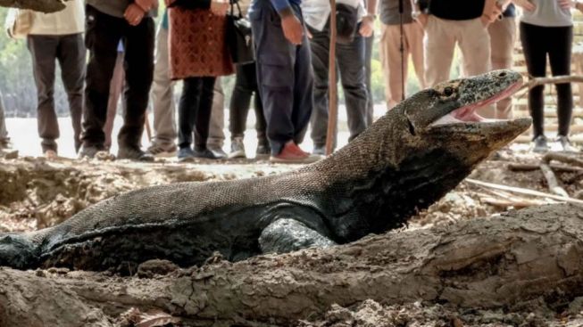 Masuk Taman Nasional Komodo Wajib Bayar Rp 3,75 Juta