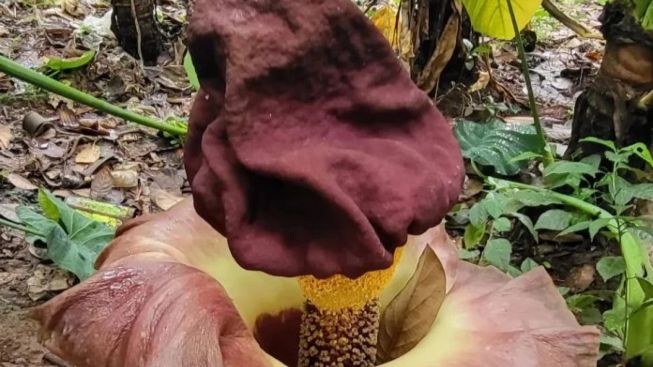 Bunga Rafflesia Arnoldi Ditemukan Tumbuh Subur di Lahan Milik Warga Cilodong Depok