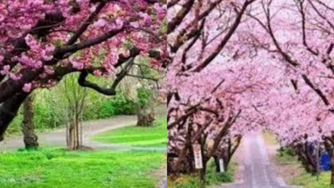 Tak Usah ke Jepang, Nikmati Keindahan Bunga Sakura Tak Jauh dari Depok