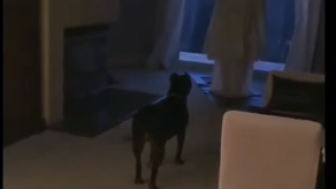 Heboh Video Anjing Tunggu Majikan Sedang Salat, Warganet: Lucu Ya, Muslim Pelihara Anjing di Rumah