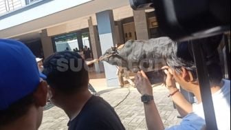 Ngamuk saat Mau Dipotong, Sapi Kurban Berbobot Nyaris 1 Ton Langsung Nurut Usai Dielus Ayu Ting Ting: Udah, Tenang, Tenang