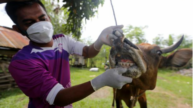 Wabah PMK sebesar 39,4% Menyerang Terhadap Hewan Ternak DI 16 Provinsi