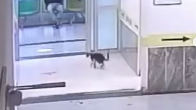 Heboh Kucing Pincang Dilayani Perawat Rumah Sakit Tanpa Bawa BPJS, Netizen Jangan Syirik Ya!
