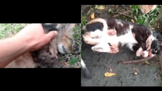 Viral Video Sejumlah Kucing Mati Diduga Tertembak, Ada yang sedang Hamil