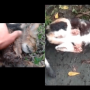Viral Video Sejumlah Kucing Mati Diduga Tertembak, Ada yang sedang Hamil