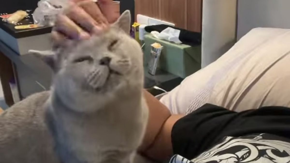 Kucing Sule yang jadi teman setia. [Instagram @ferdinan_sule]