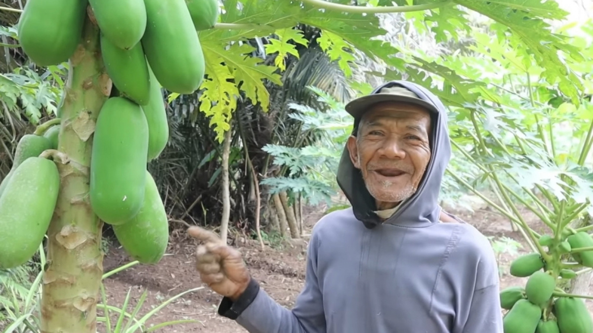 Pepaya California warga kampung wangun, Garut