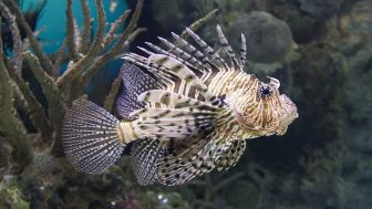 Fakta Menarik Ikan Singa atau Lion Fish, Beberapa Negara Menyarankan untuk Diburu