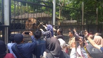 Targetkan 10 Ribu Kunjungan, Beri Makan Hewan Buas Jadi Sensasi Baru Berwisata di Taman Satwa Cikembulan Garut