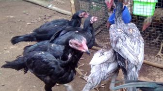 Jarang yang Tau, 4 Obat Herbal ini Ampuh Untuk Mengatasi Ngorok Pada Ayam Adu