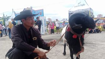 Domba Garut Hercules Dibandrol Seharga 100 Juta Rupiah, Pehobi Domba Pasti Tau Kenapa Bisa Semahal itu