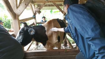 Jelang Hari Qurban Penyakit LSD Merajalela di Garut, Kenali Gejalanya Pada Sapi dan Kerbau