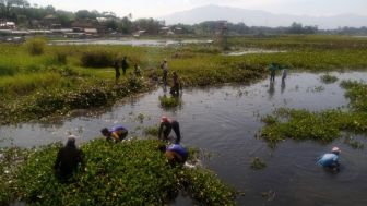 Eceng Gondok di Situ Bagendit Garut Meluas Nelayan Merugi, Ini Sebabnya