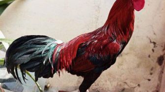 Ingin Punya Ayam Pelung yang Bersuara Panjang dan Merdu, Coba Beri 4 Jenis Makanan Ini