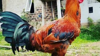 4 Jenis Buah-buahan ini Bisa Jadikan Kokok Ayam Pelung Lebih Panjang dan Merdu