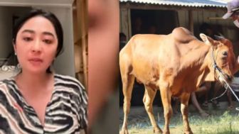 Fakta Baru! Sapi Kurban Dewi Perssik Tak Ditolak, Saksi Ini Bilang Malah Diambil Usai Diserahkan ke RT