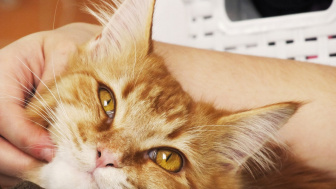 Dampak Buruk Memelihara Kucing: Tantangan dan Tanggung Jawab Pemilik Hewan