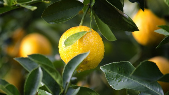 Ini Kandungan Jeruk Lemon dan Manfaatnya untuk Kesehatan