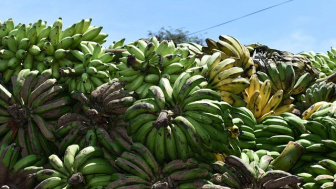 5 Manfaat Pisang Bagi Kesehatan Jantung, Bisa Mengurangi Resiko Stroke