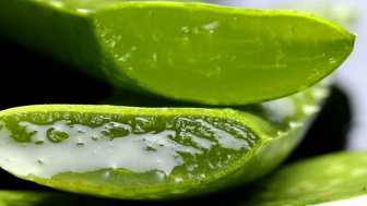 5 Manfaat Lidah Buaya untuk Kesehatan, Bisa untuk Meluruskan Rambut