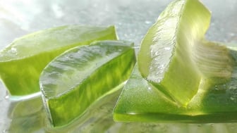 Manfaat Aloe Vera untuk Wajah: Rahasia Kecantikan Alami