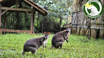 Taman Satwa Cikembulan Garut, Rekomendasi Wisata Kebun Binatang di Swiss van Java