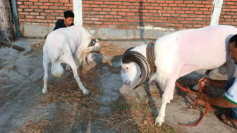 Ratusan Domba Garut Dilelang di Arlamba Rancabango