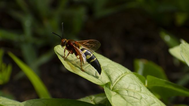 Killer Bee, Seribu Jiwa Lebih Tewas Disengat Lebah Ini